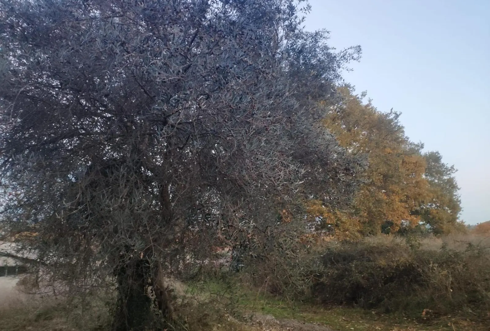 Agriturismo Collina Degli Ulivi 사르티아노 아파트