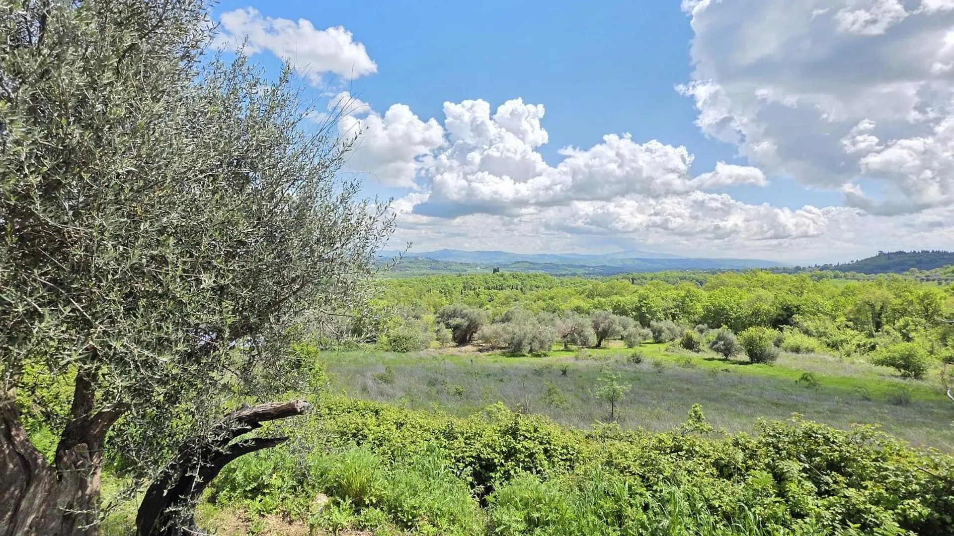 Agriturismo Collina Degli Ulivi 사르티아노 아파트