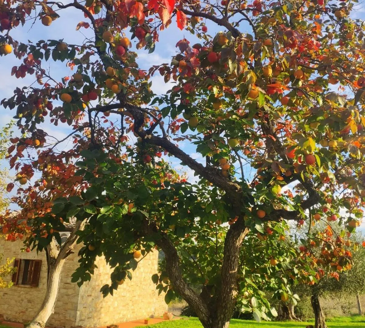 Apartment Agriturismo Collina Degli Ulivi Sarteano