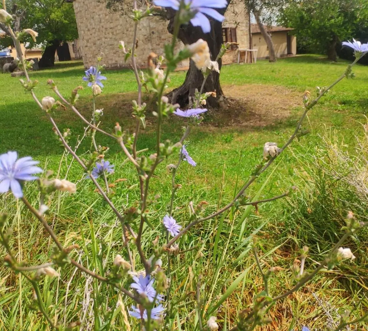 Agriturismo Collina Degli Ulivi Sarteano Italy