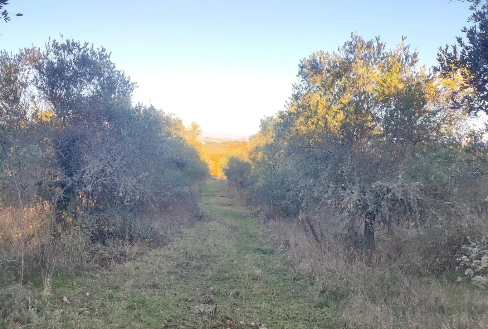 Agriturismo Collina Degli Ulivi Sarteano