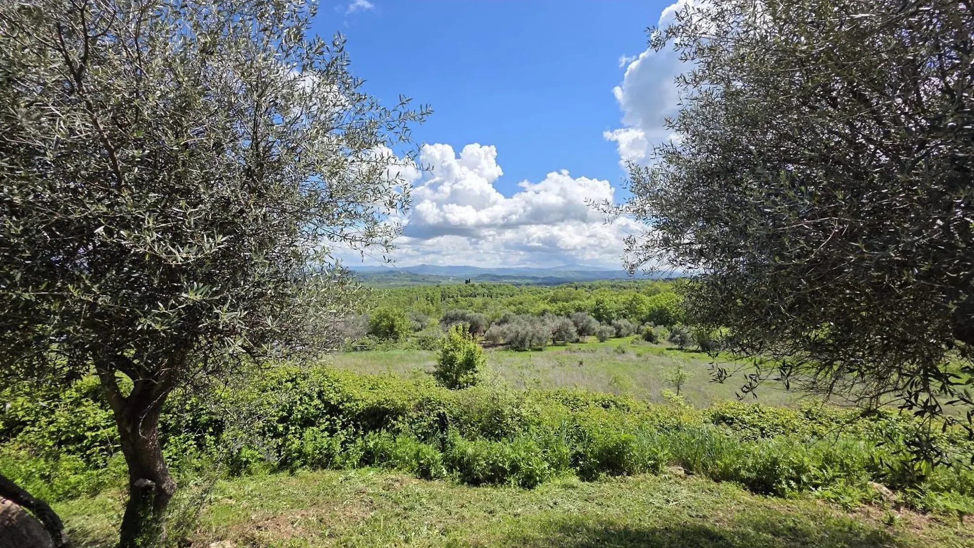Agriturismo Collina Degli Ulivi Sarteano Apartment