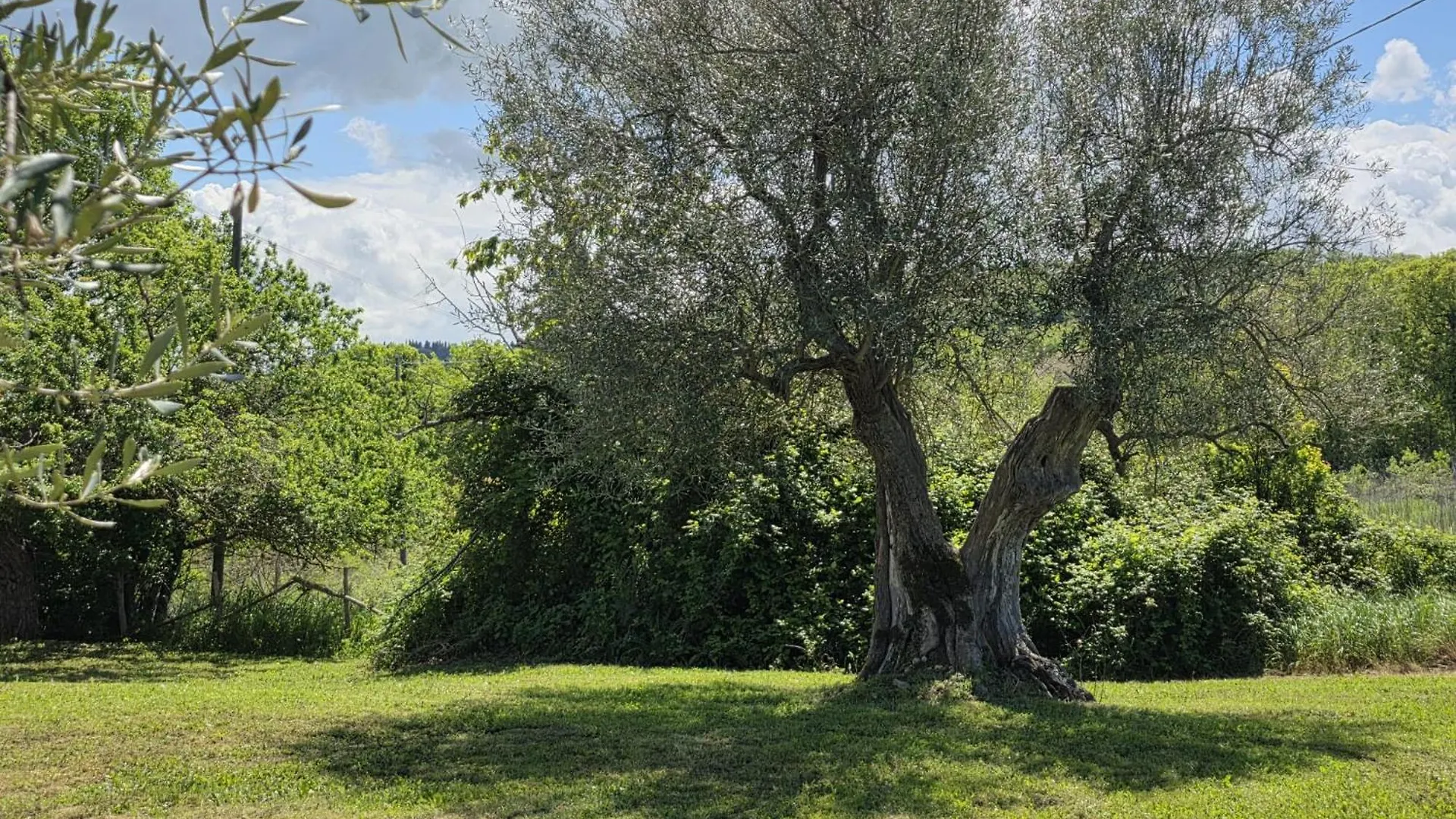 Agriturismo Collina Degli Ulivi Sarteano